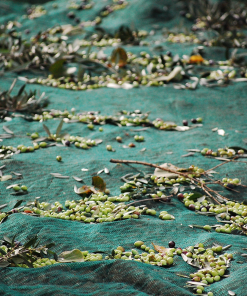 Honest Toil Olive Oil 3 Litre