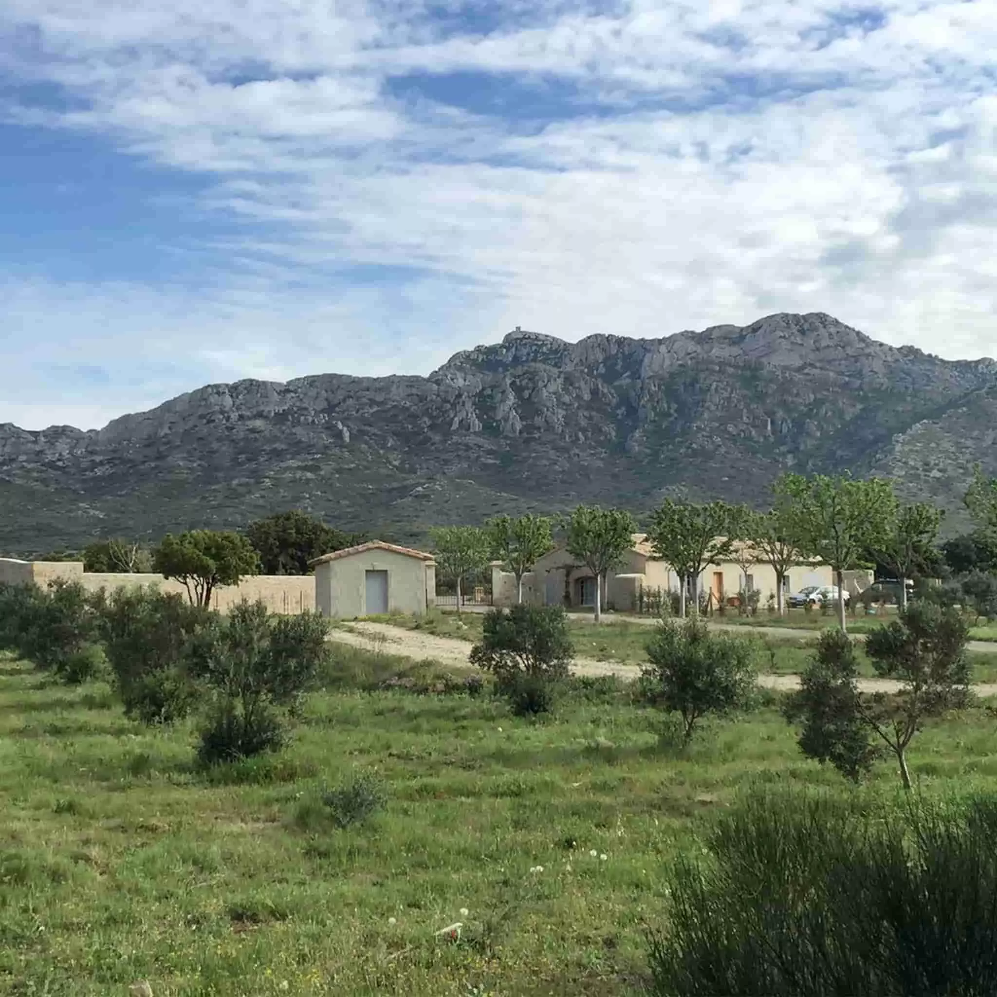 Grand Brahis AOP Vallee Des Baux De Provence Extra Virgin Olive Oil Duo 250ml X 2 6 Grand Brahis AOP Vallee Des Baux De Provence Extra Virgin Olive Oil Duo 250ml X 2