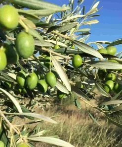 Ingredients Grand Brahis Noir AOP Vallee Des Baux De Provence Extra Virgin Olive Oil 500ml 8 Ingredients Grand Brahis Noir AOP Vallee Des Baux De Provence Extra Virgin Olive Oil 500ml