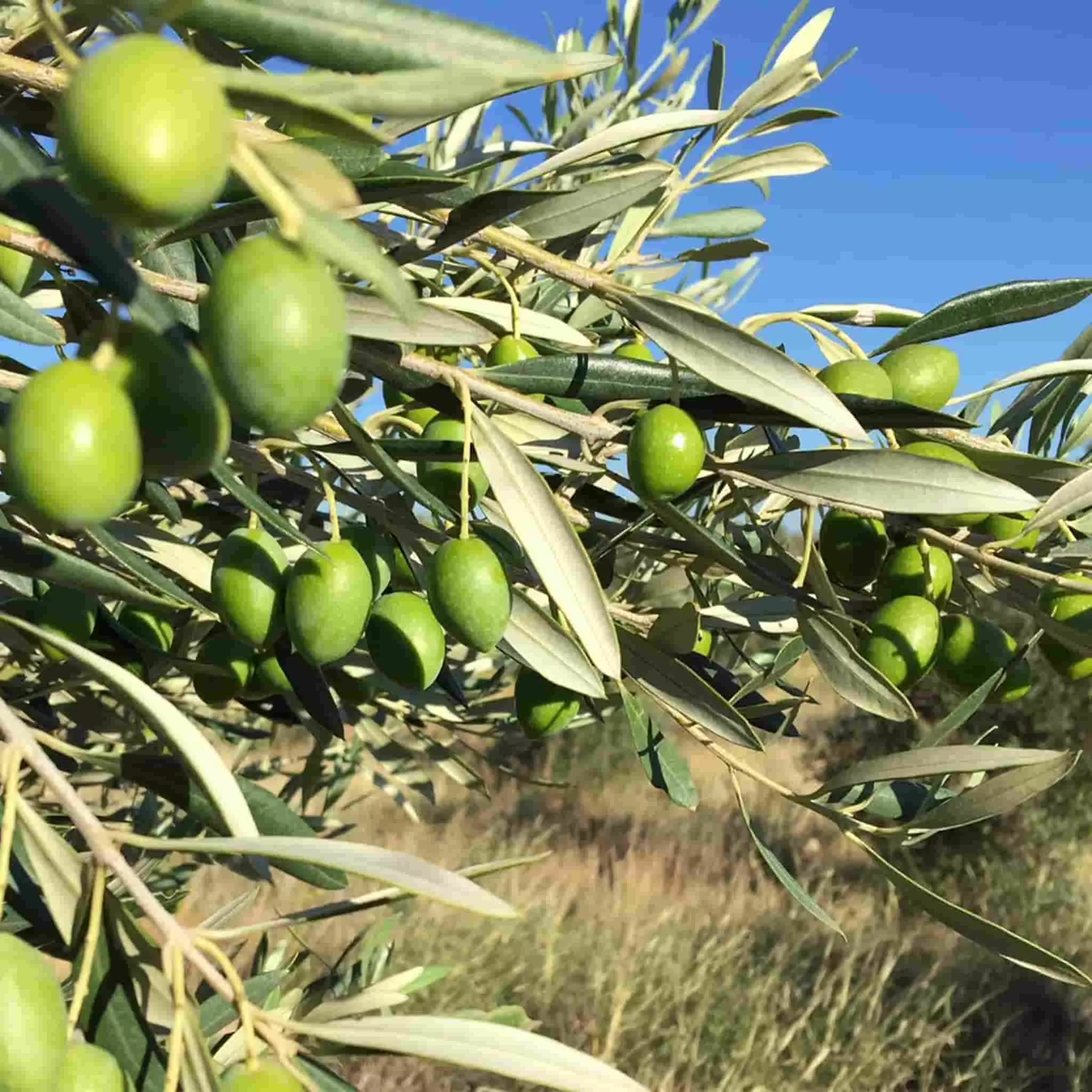 Ingredients Grand Brahis Noir AOP Vallee Des Baux De Provence Extra Virgin Olive Oil 500ml 5 Ingredients Grand Brahis Noir AOP Vallee Des Baux De Provence Extra Virgin Olive Oil 500ml