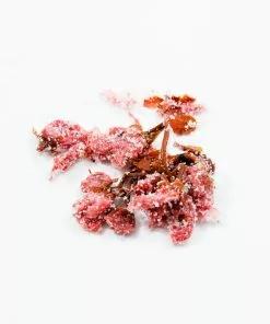 Japanese Ingredients Salted Sakura Cherry Blossom 30g